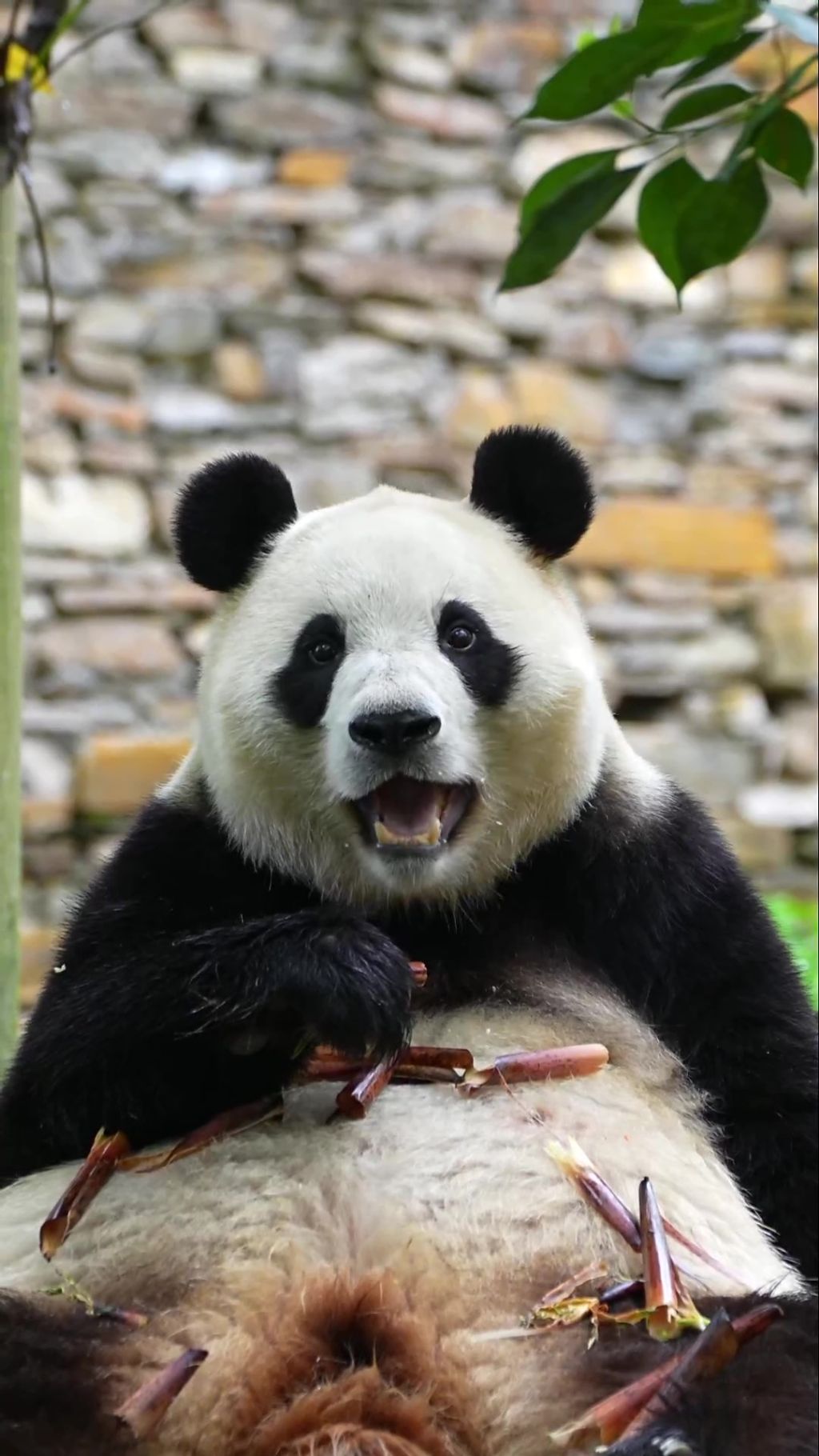 푸바오-근황-8-이미지