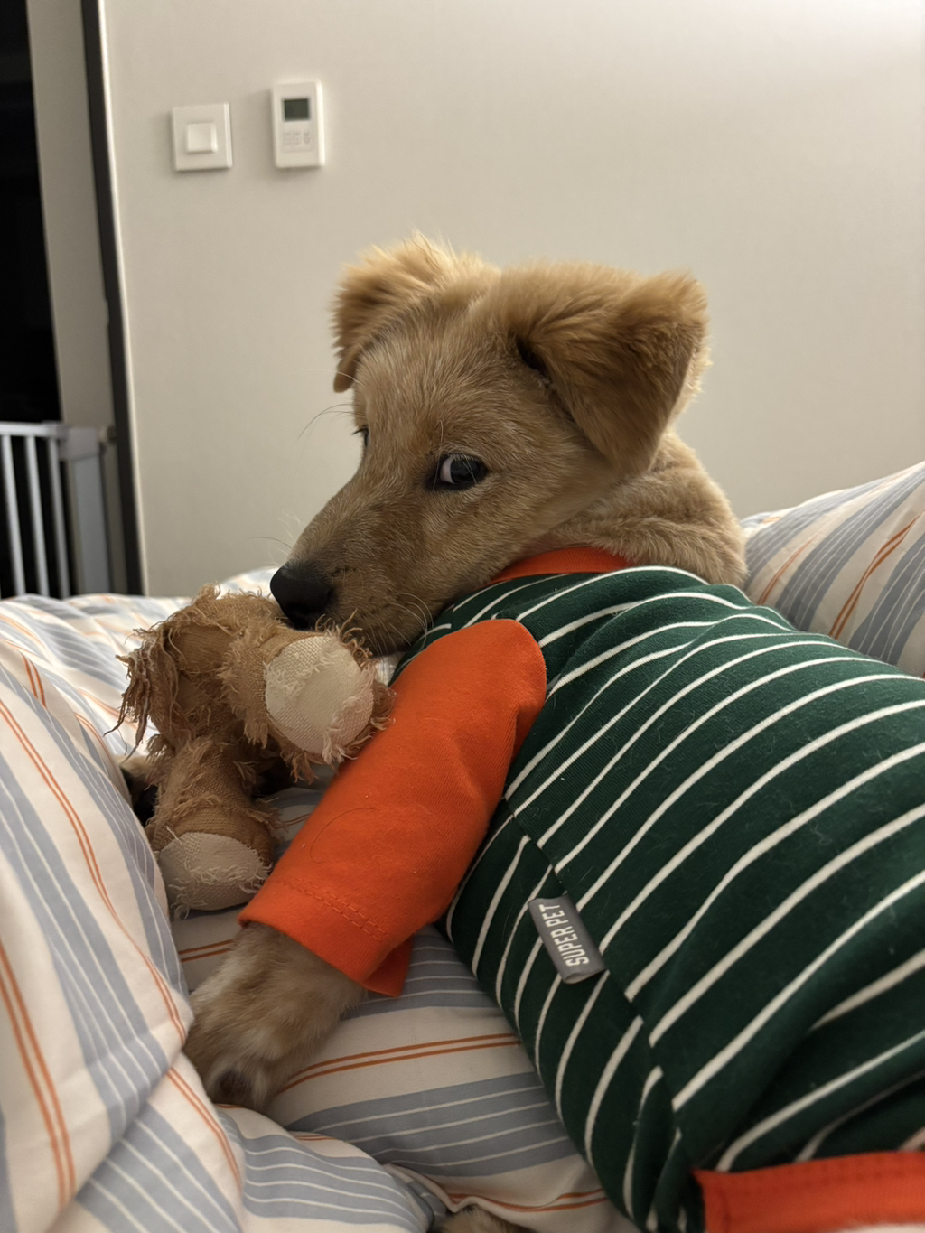 이것도-원숭이-시기야…?-유기견-출신이라-종은-몰라-ㅠ-7-이미지