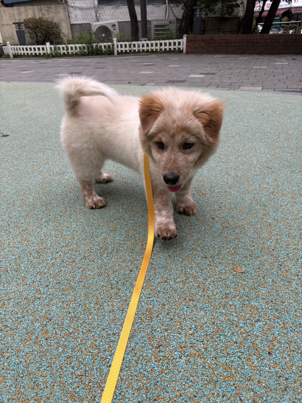 이것도-원숭이-시기야…?-유기견-출신이라-종은-몰라-ㅠ-2-이미지