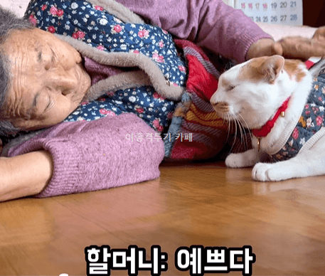 고양이에게-사라다-주는-할머니-3-이미지