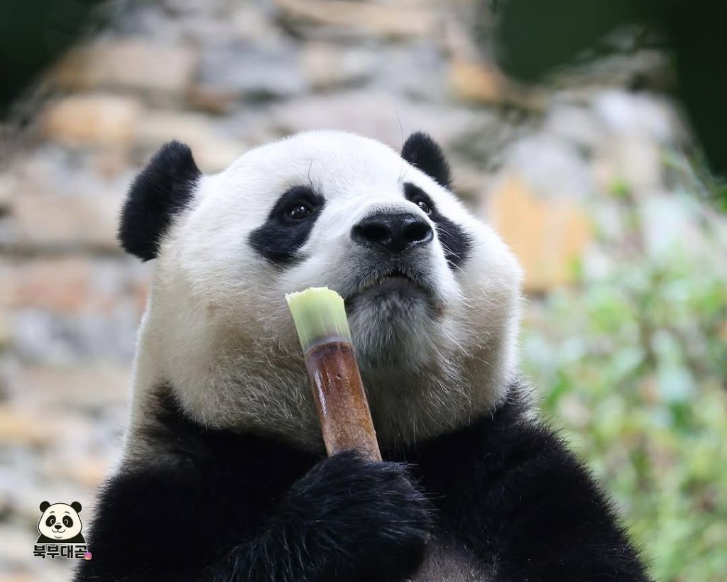 푸바오-근황-6-이미지