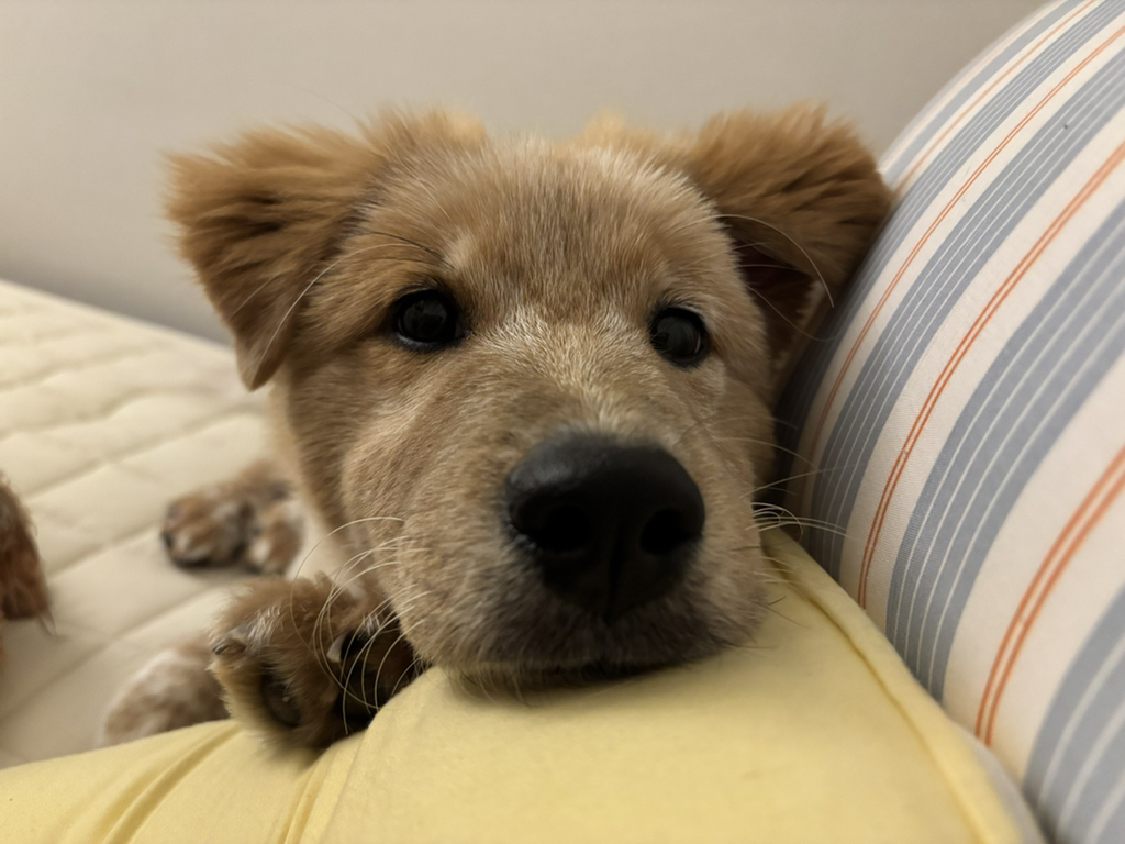 이것도-원숭이-시기야…?-유기견-출신이라-종은-몰라-ㅠ-6-이미지