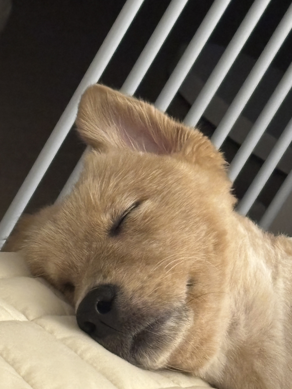 이것도-원숭이-시기야…?-유기견-출신이라-종은-몰라-ㅠ-8-이미지