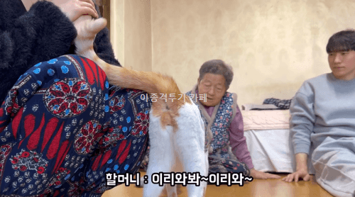 고양이에게-사라다-주는-할머니-0-이미지