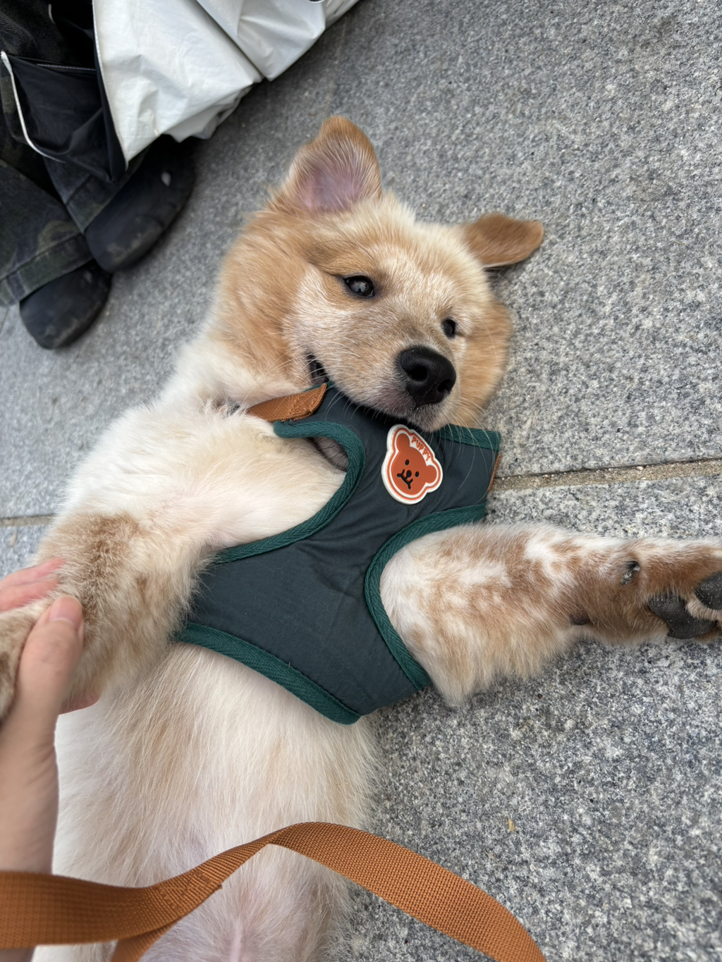 이것도-원숭이-시기야…?-유기견-출신이라-종은-몰라-ㅠ-17-이미지