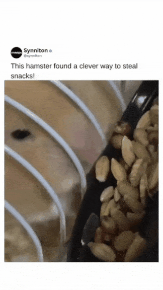 햄스터-혓바닥-볼-사람.gif-0-이미지