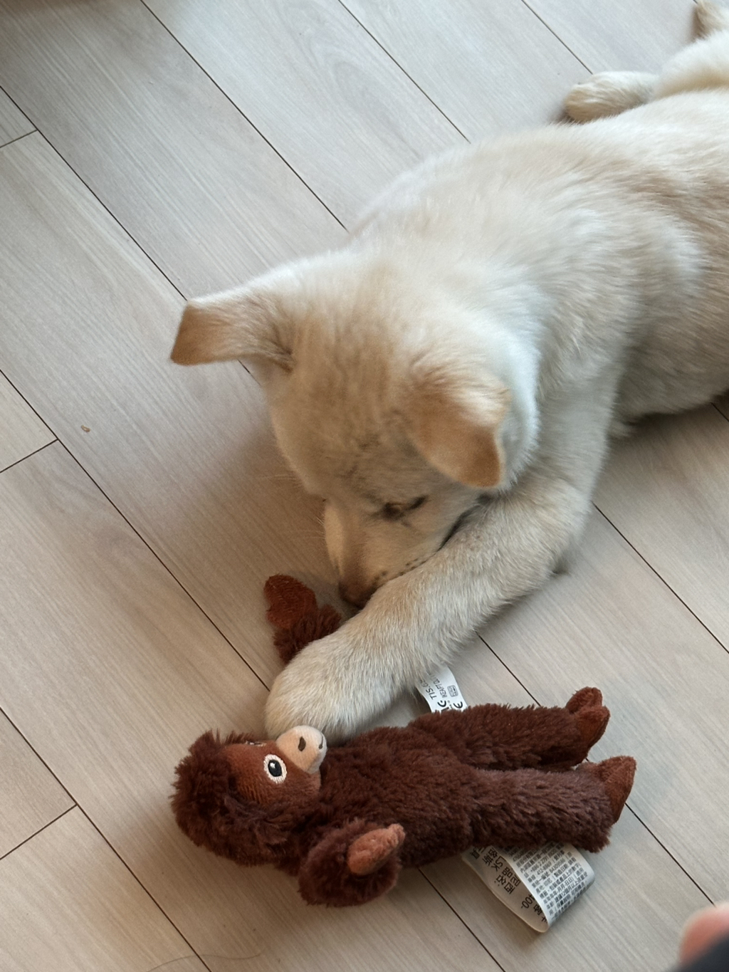 보호소에서-아가-데려왔다-4-이미지