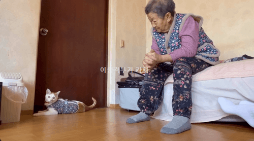 고양이에게-사라다-주는-할머니-4-이미지