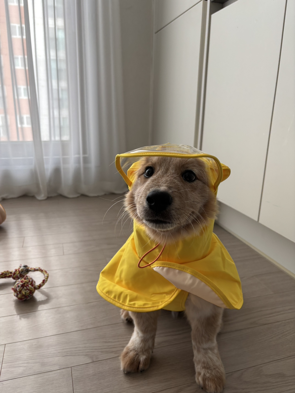 이것도-원숭이-시기야…?-유기견-출신이라-종은-몰라-ㅠ-10-이미지