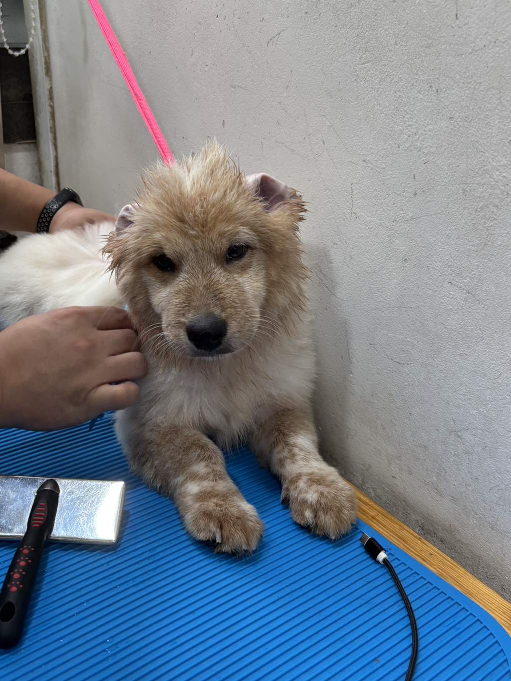 이것도-원숭이-시기야…?-유기견-출신이라-종은-몰라-ㅠ-16-이미지