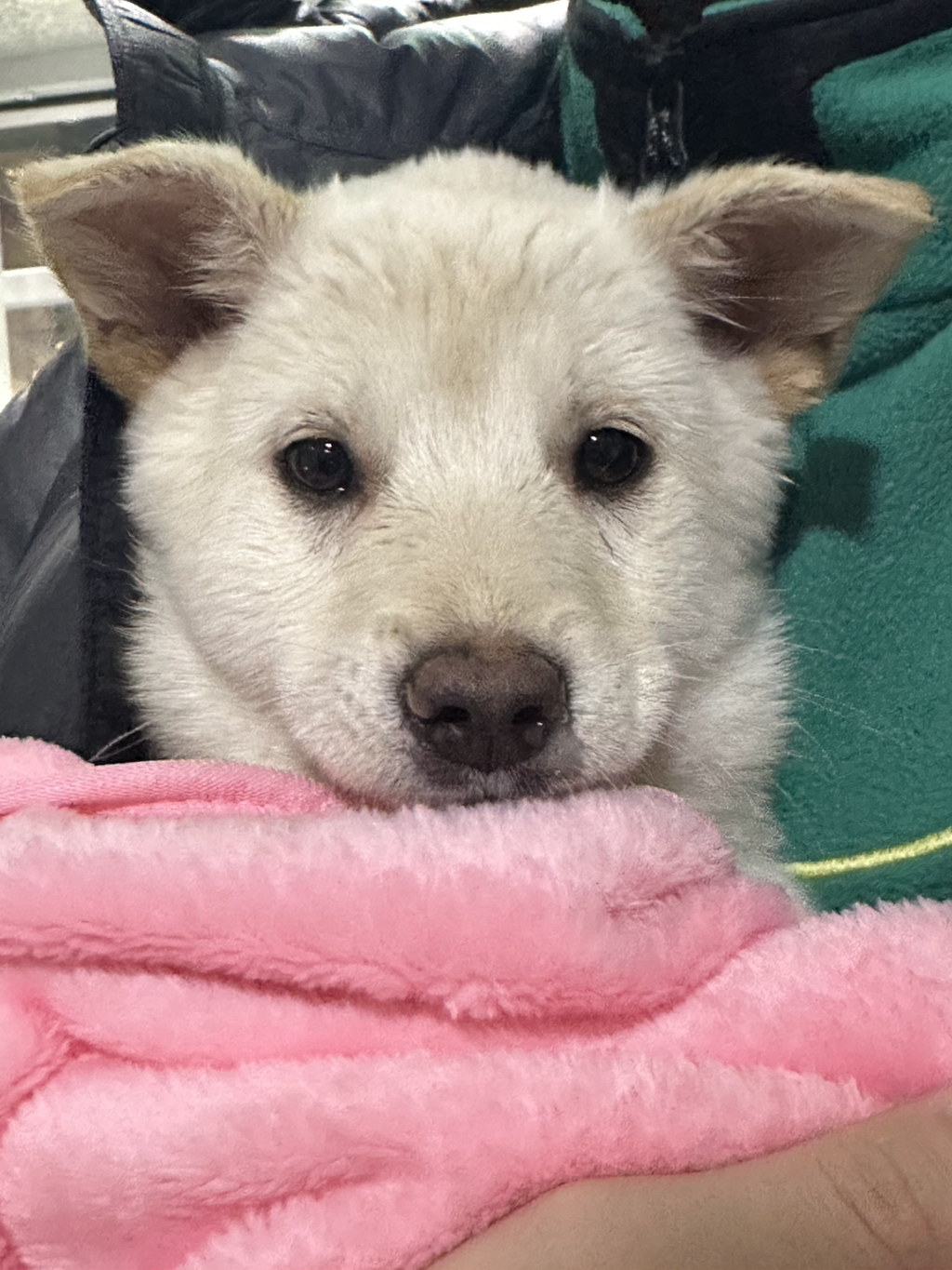 보호소에서-아가-데려왔다-1-이미지