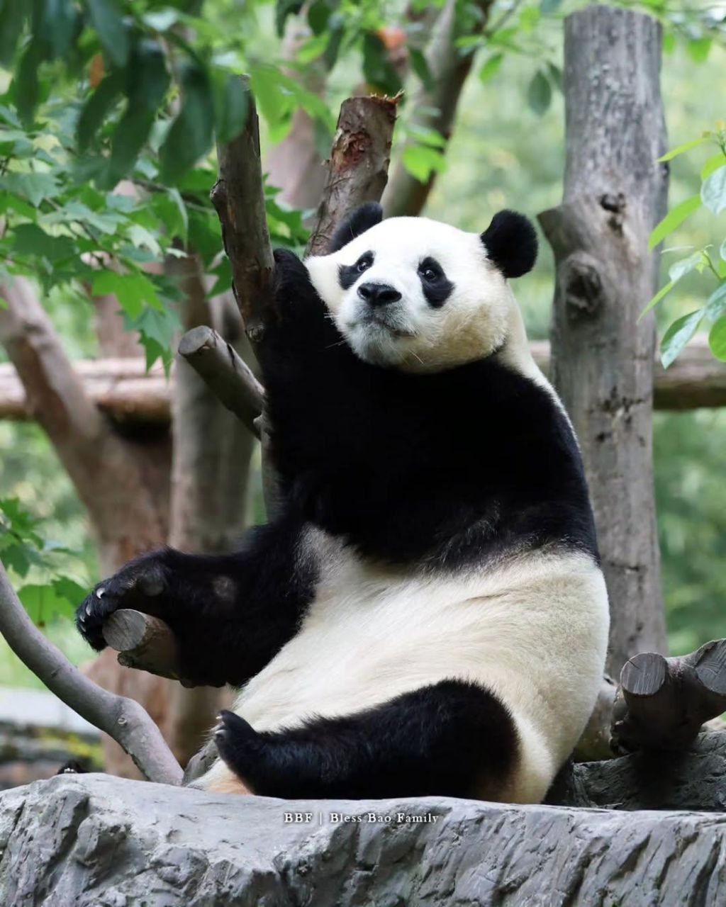 푸바오-근황-5-이미지