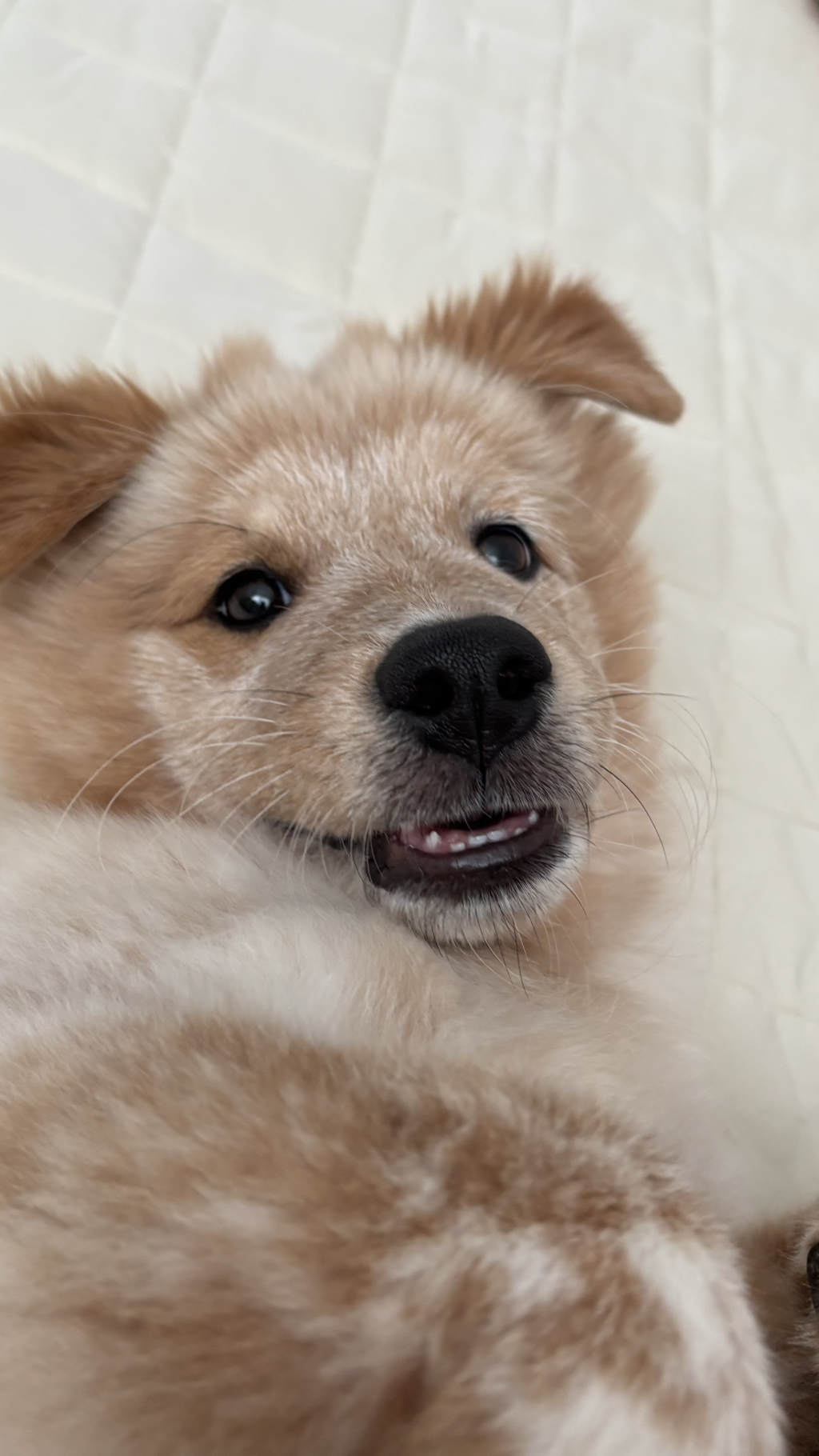 이것도-원숭이-시기야…?-유기견-출신이라-종은-몰라-ㅠ-20-이미지