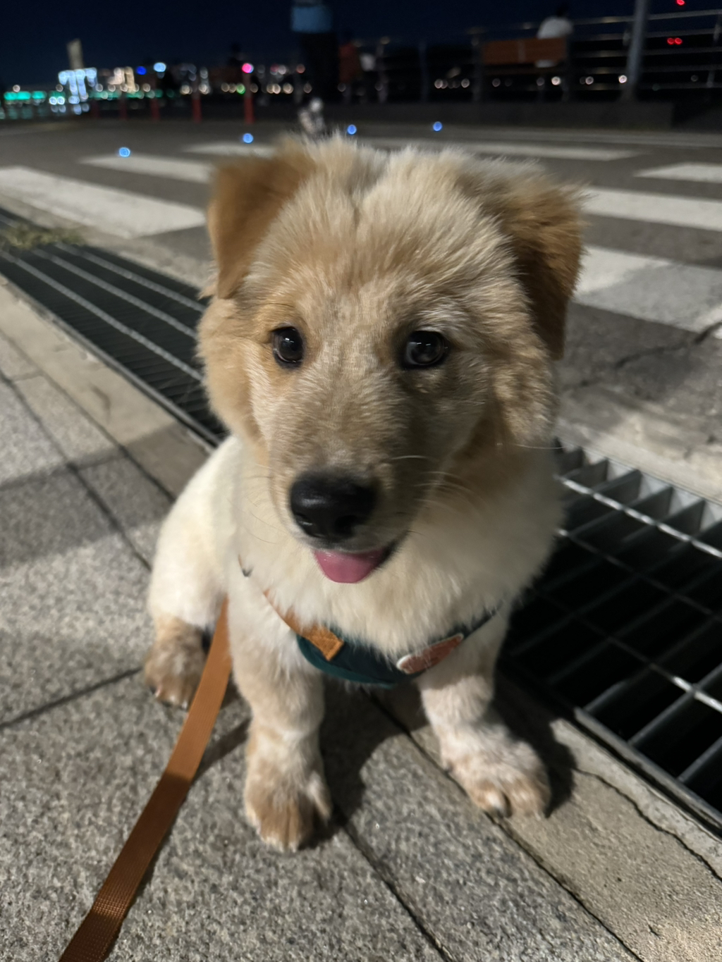 이것도-원숭이-시기야…?-유기견-출신이라-종은-몰라-ㅠ-1-이미지