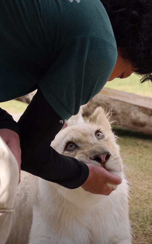 쓰담쓰담-더-받고-싶은-흰고양이-0-이미지