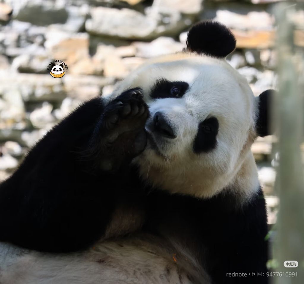 푸바오-근황-3-이미지