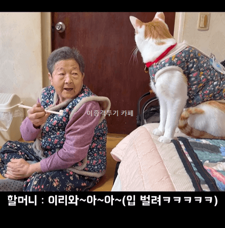 고양이에게-사라다-주는-할머니-1-이미지