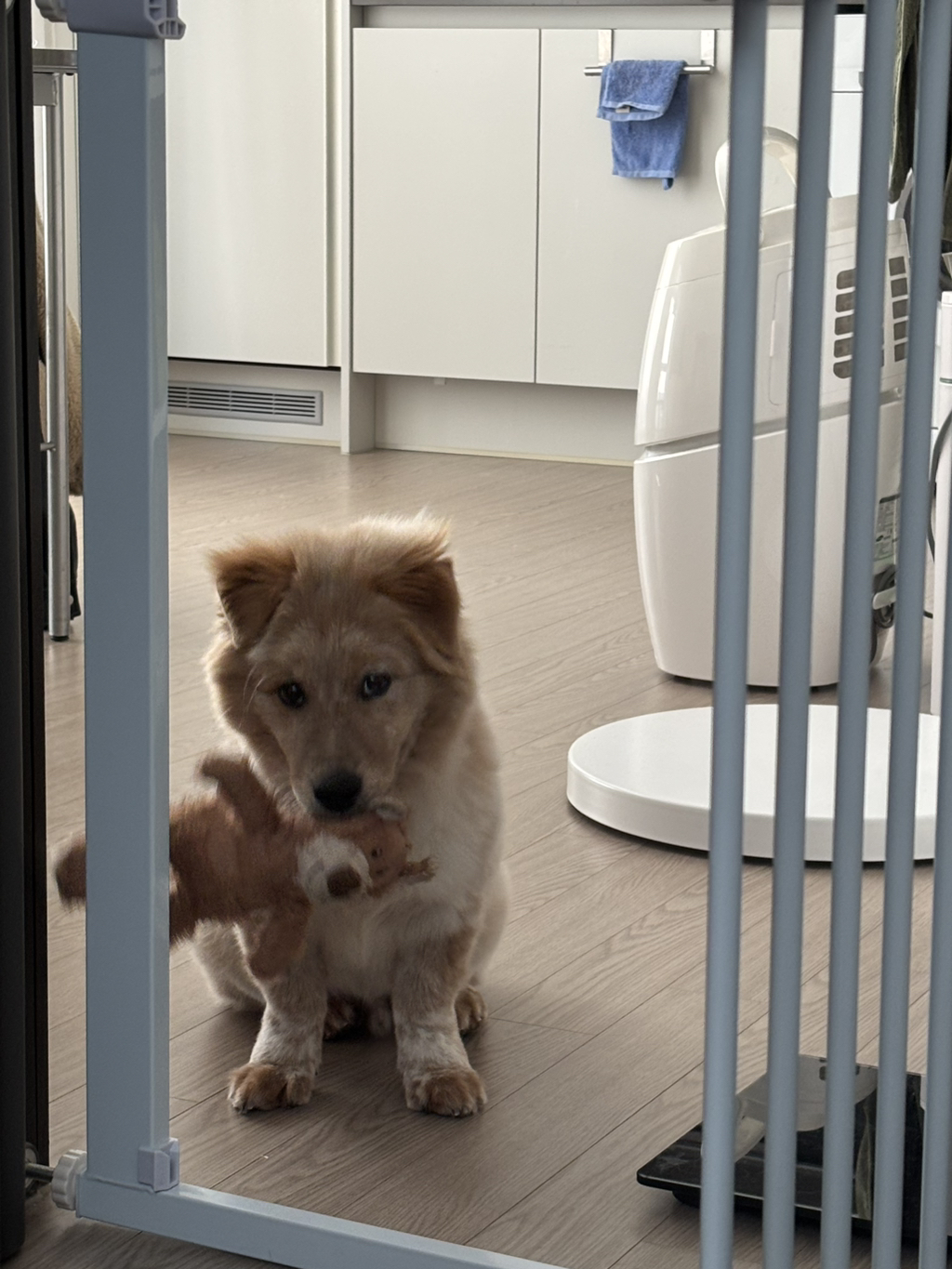 이것도-원숭이-시기야…?-유기견-출신이라-종은-몰라-ㅠ-23-이미지