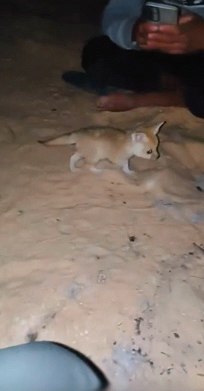 사막-야영-현장을-덥친-맹수.gif-1-이미지