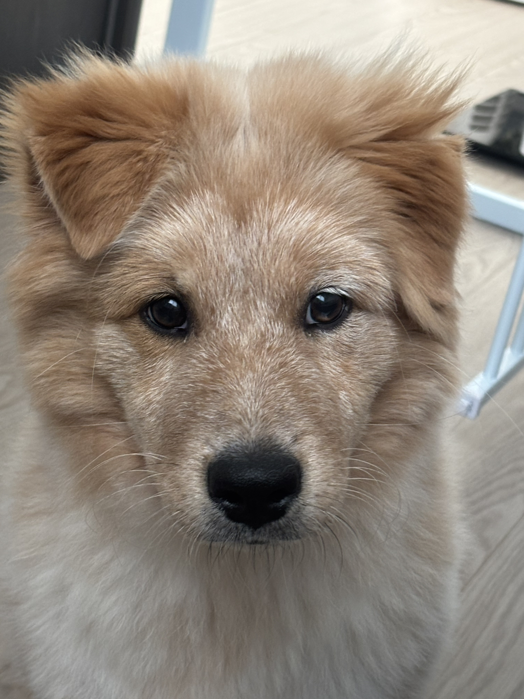 이것도-원숭이-시기야…?-유기견-출신이라-종은-몰라-ㅠ-0-이미지