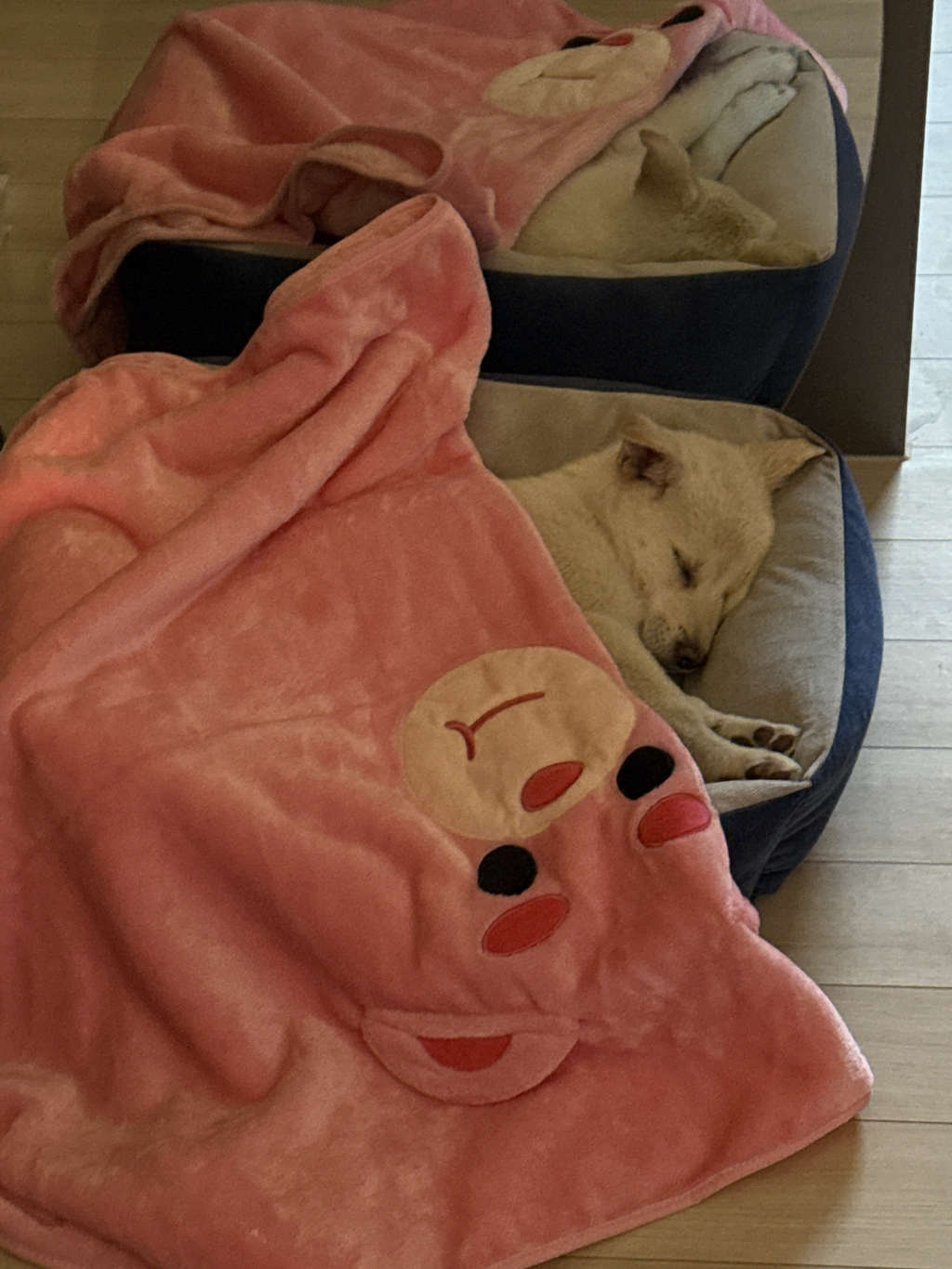 보호소에서-아가-데려왔다-3-이미지