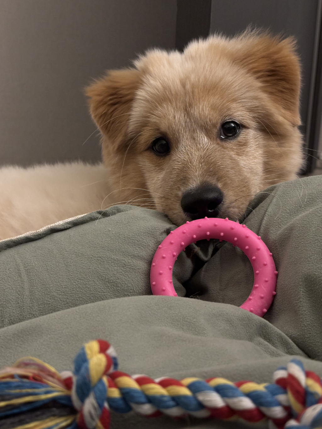 이것도-원숭이-시기야…?-유기견-출신이라-종은-몰라-ㅠ-18-이미지