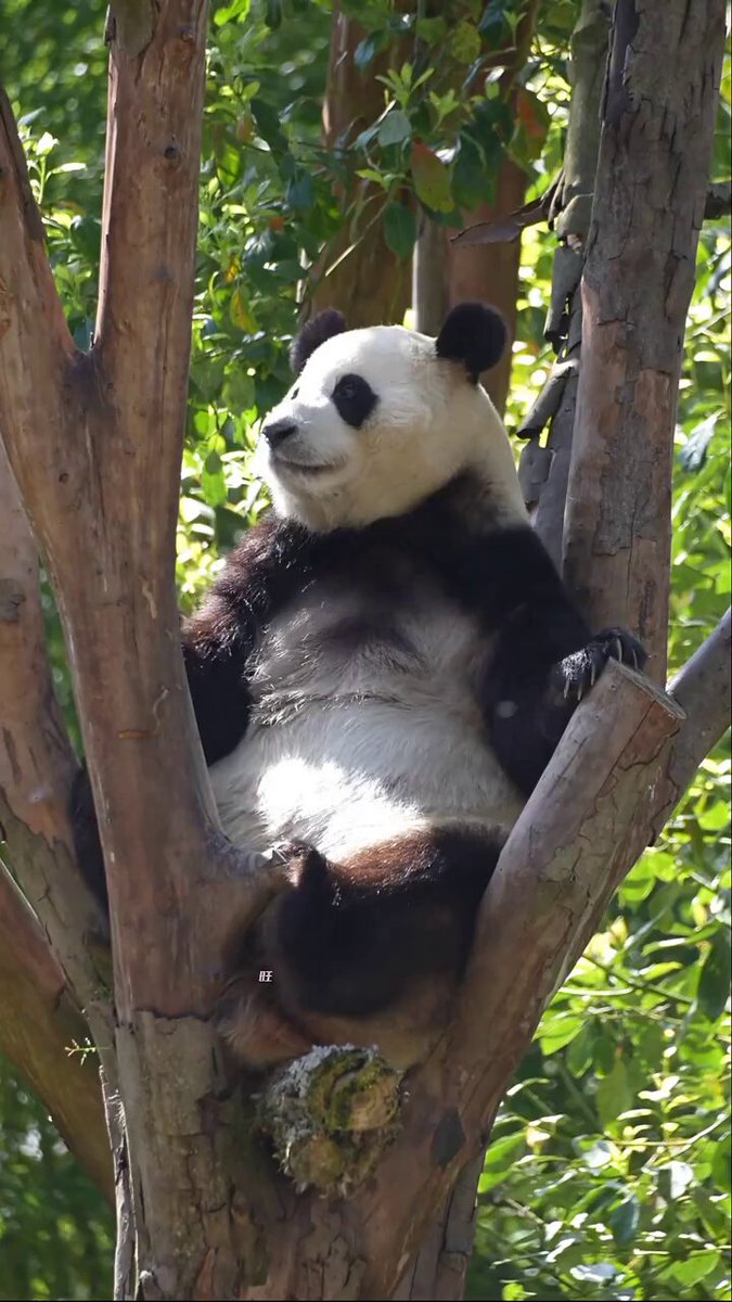 푸바오-근황-10-이미지