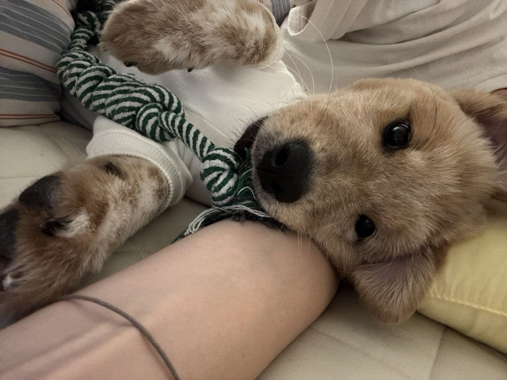 이것도-원숭이-시기야…?-유기견-출신이라-종은-몰라-ㅠ-9-이미지