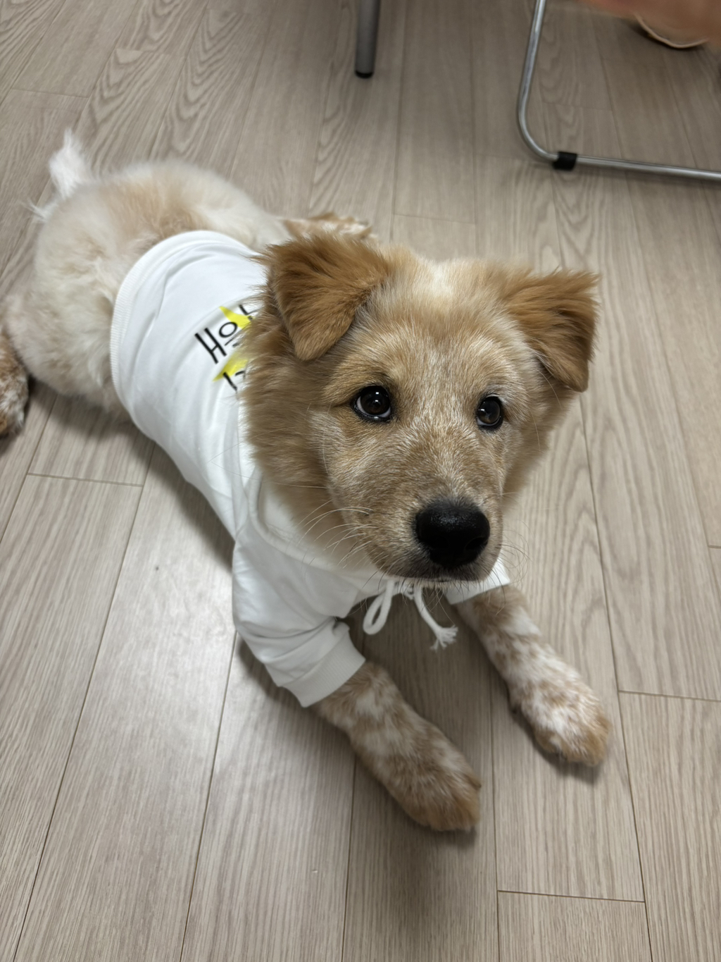 이것도-원숭이-시기야…?-유기견-출신이라-종은-몰라-ㅠ-22-이미지