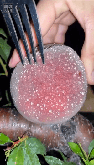 서양-자두-0-이미지