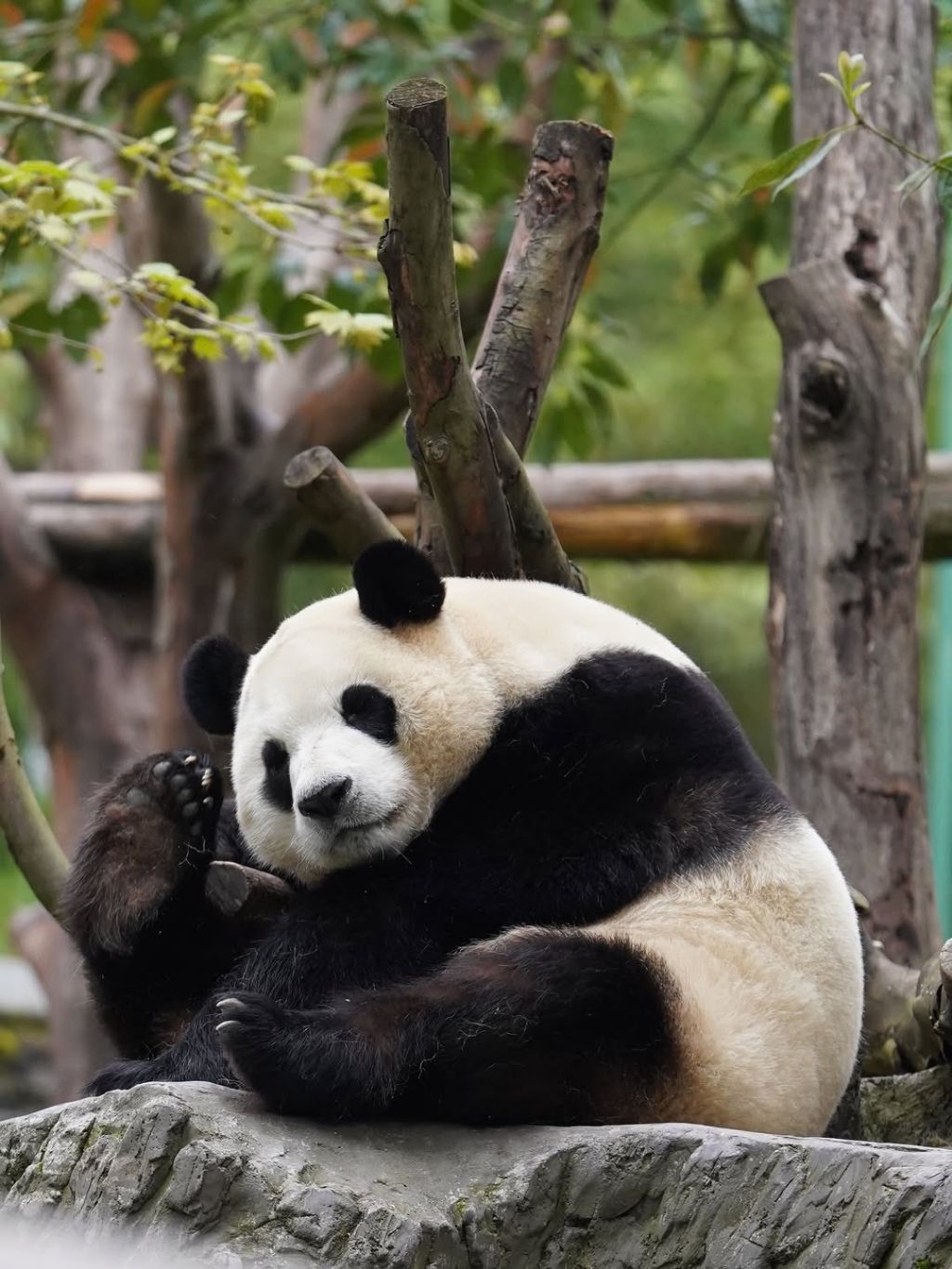 푸바오-근황-7-이미지