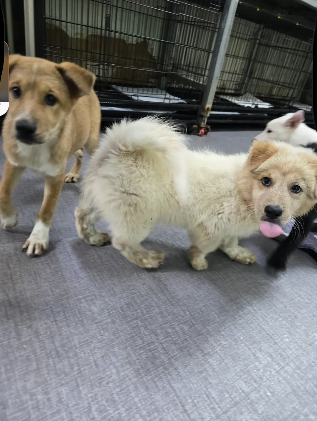 이것도-원숭이-시기야…?-유기견-출신이라-종은-몰라-ㅠ-3-이미지