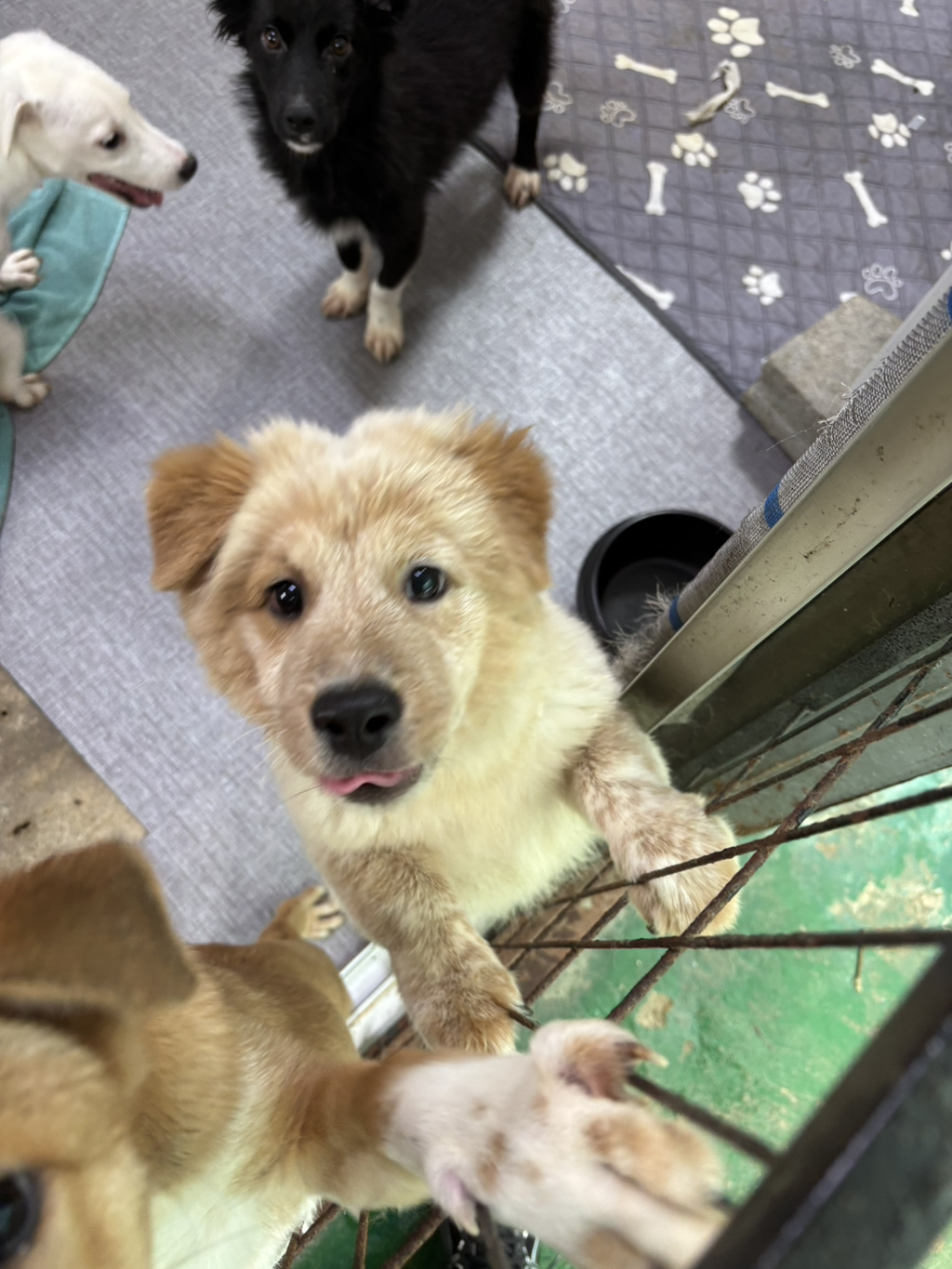 이것도-원숭이-시기야…?-유기견-출신이라-종은-몰라-ㅠ-14-이미지