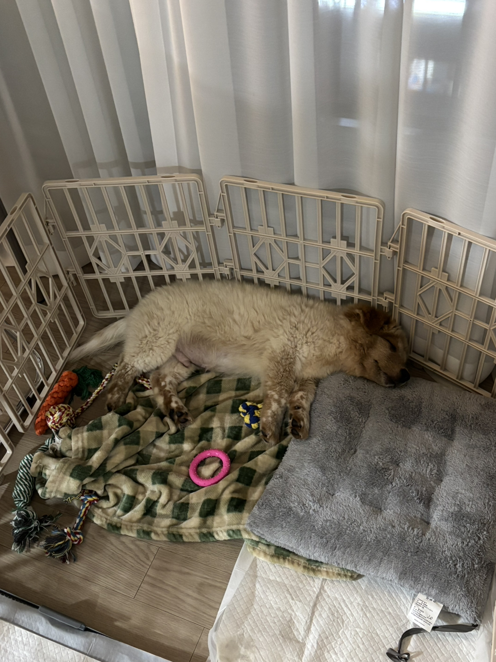 이것도-원숭이-시기야…?-유기견-출신이라-종은-몰라-ㅠ-15-이미지