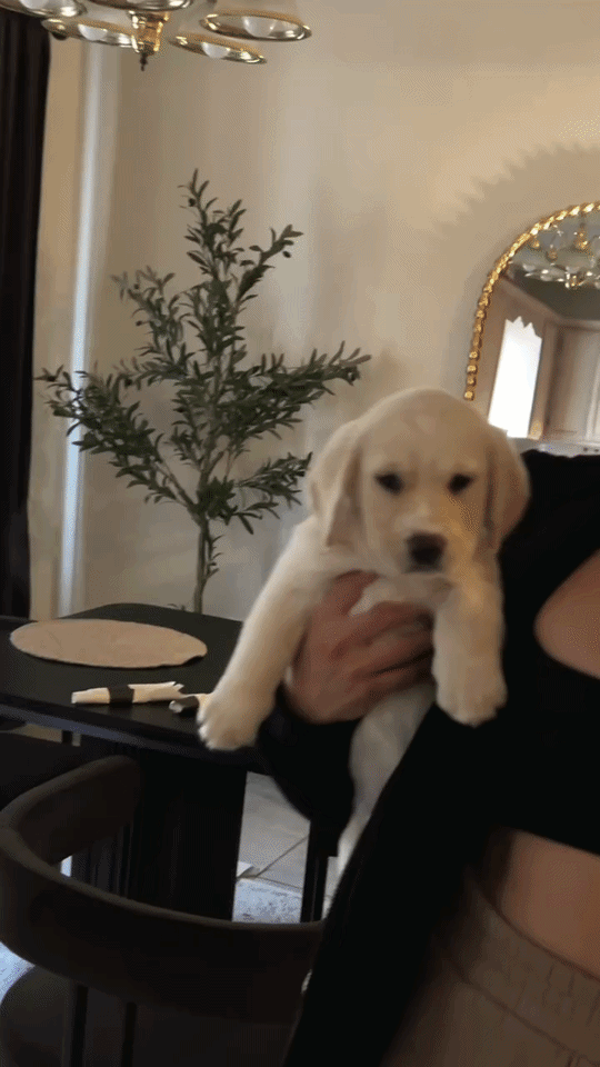 래브라도-분양-사기당함-0-이미지