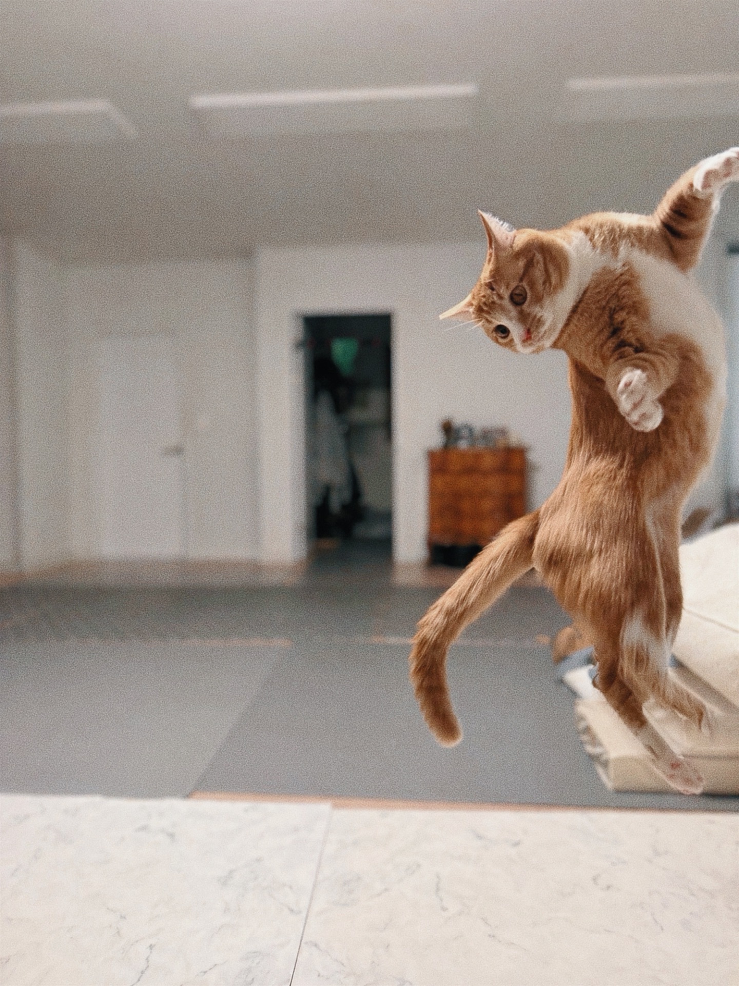 신나는-사냥놀이-또는-비행연습-6-이미지