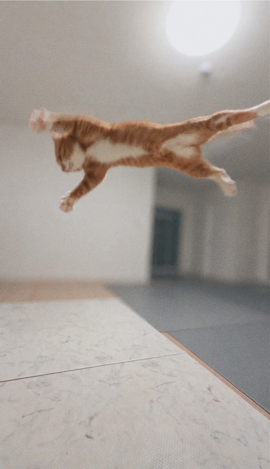 신나는-사냥놀이-또는-비행연습-0-이미지