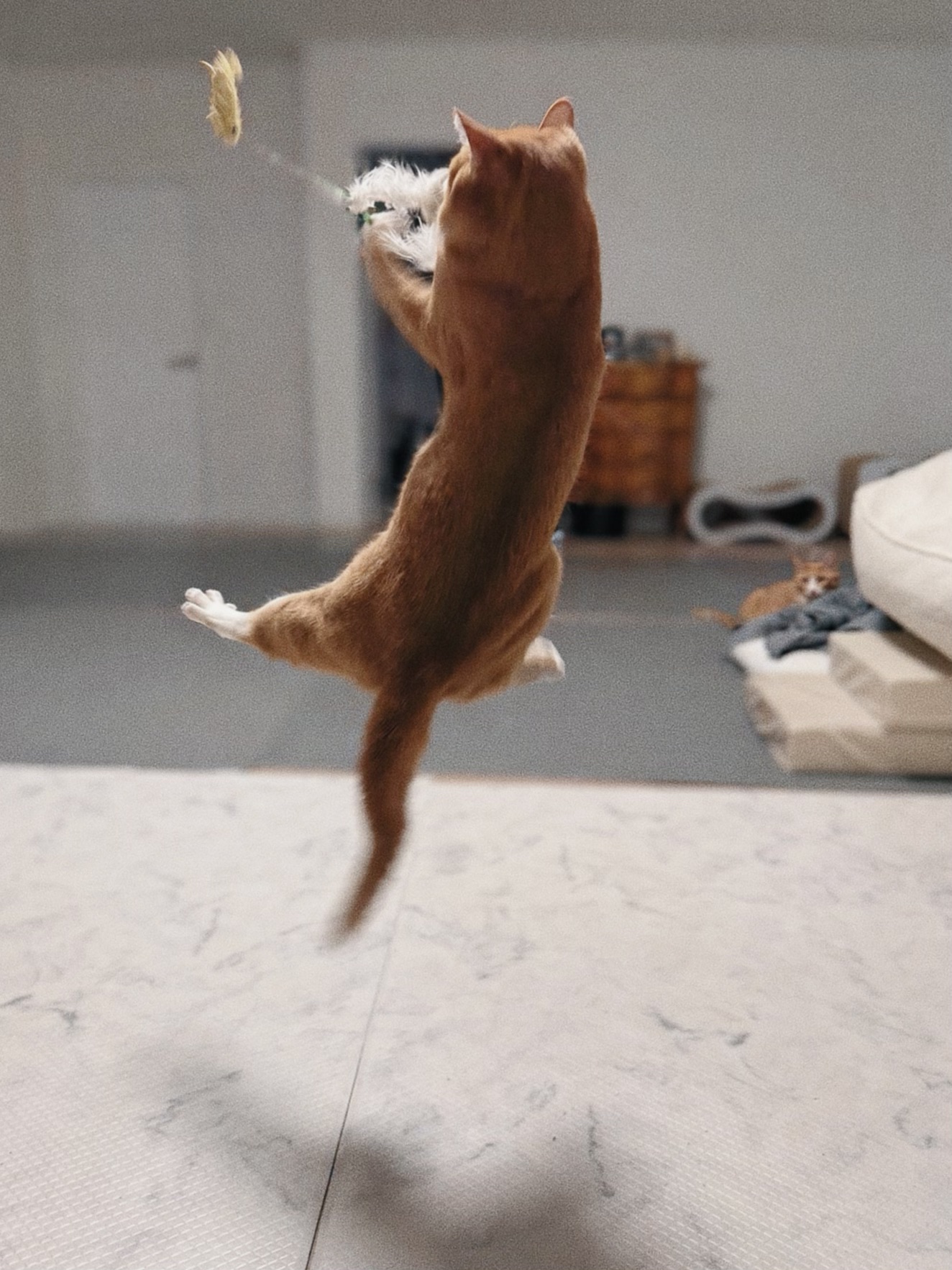 신나는-사냥놀이-또는-비행연습-5-이미지