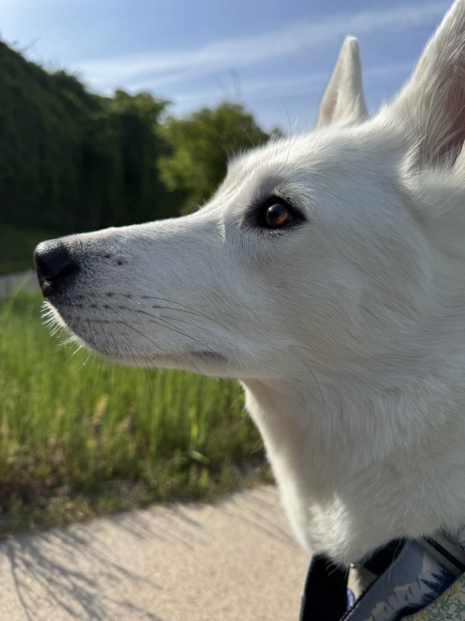 경국지색-절세미견-1-이미지