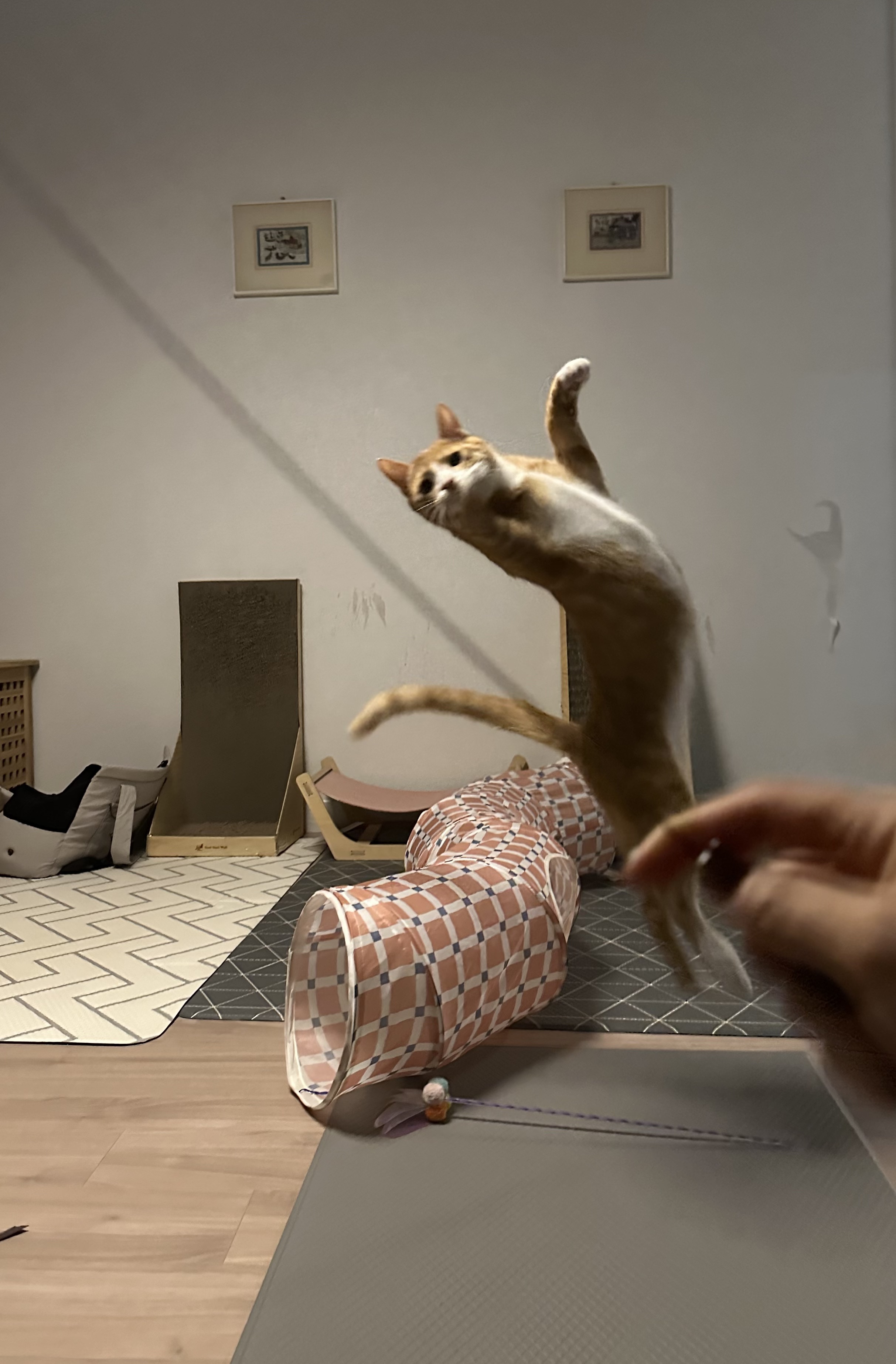 신나는-사냥놀이-또는-비행연습-8-이미지