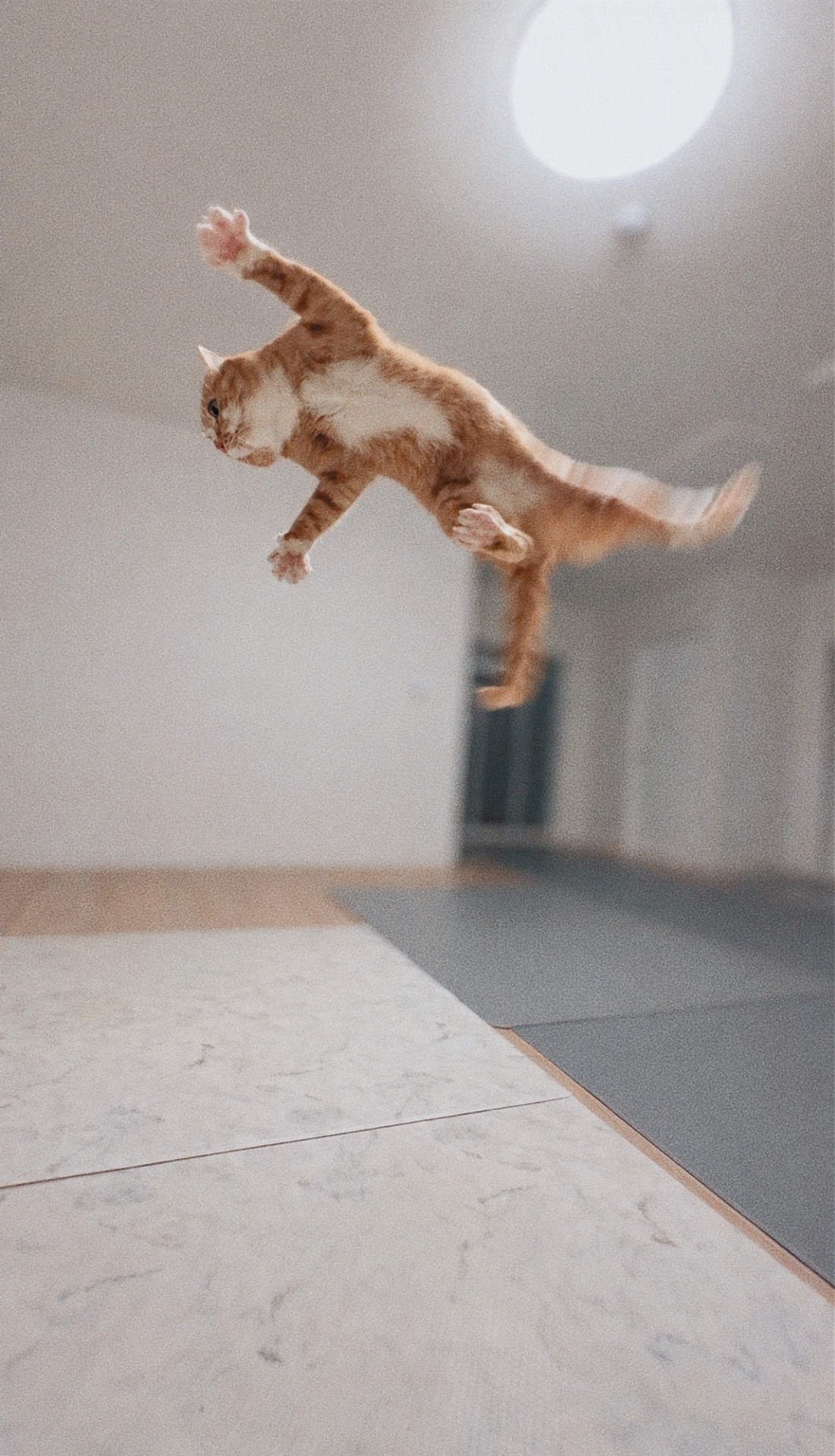 신나는-사냥놀이-또는-비행연습-1-이미지