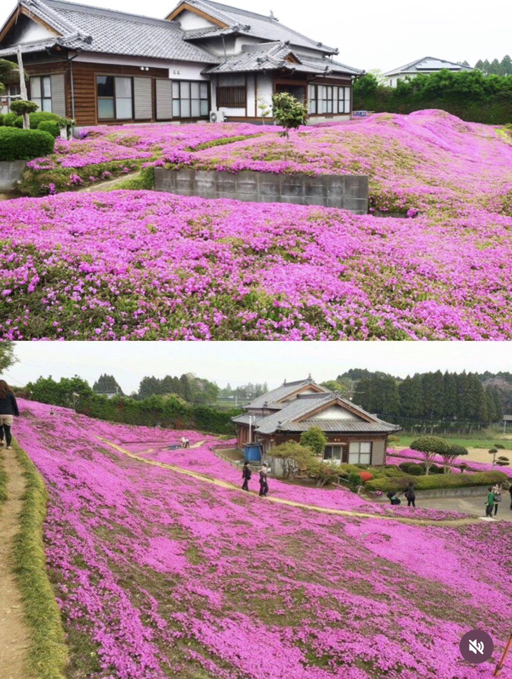 시각장애인-아내가-우울증에서-벗어날수있도록-향기를-맡게-하기위해-2년동안-꽃을-심은-남편-1-이미지