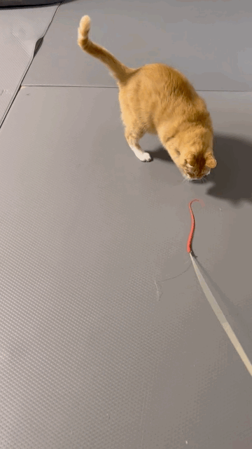 신나는-사냥놀이-또는-비행연습-16-이미지