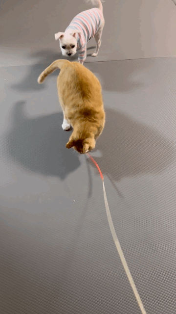 신나는-사냥놀이-또는-비행연습-15-이미지