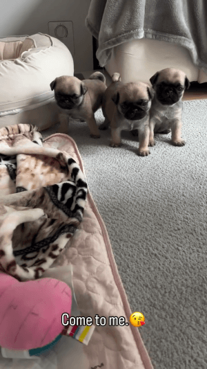 세상-하찮은-녀석들-2-이미지