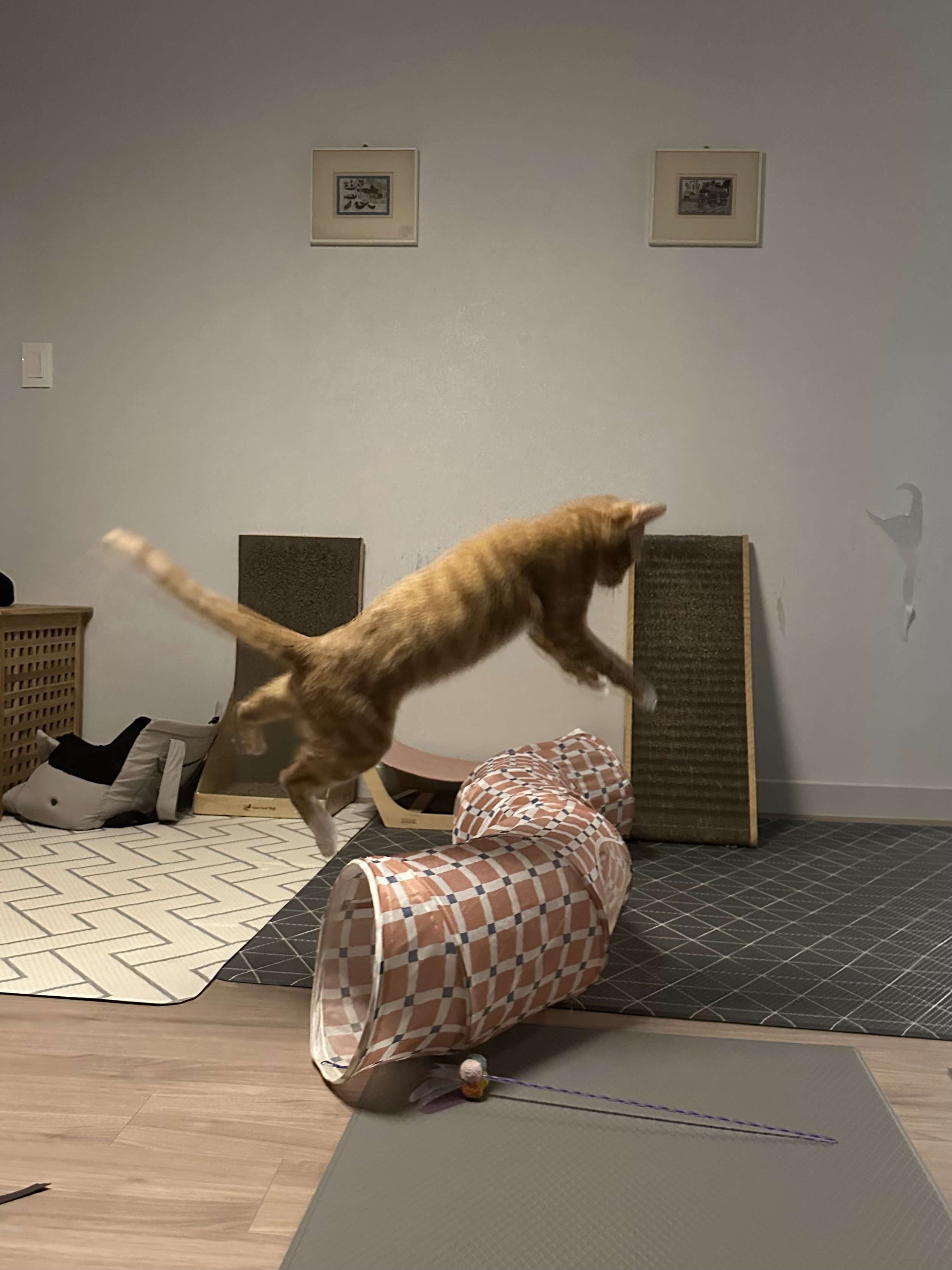 신나는-사냥놀이-또는-비행연습-11-이미지