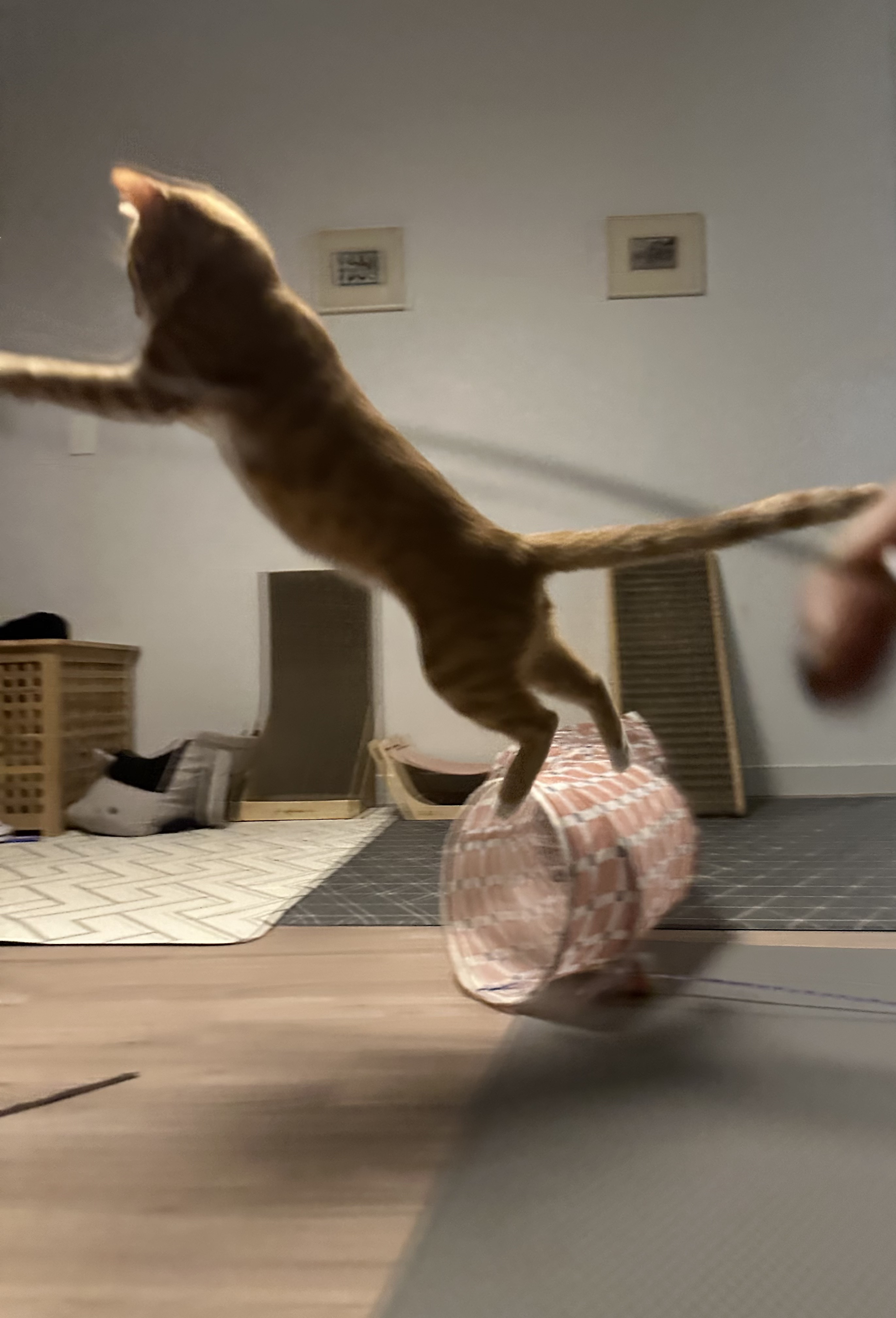 신나는-사냥놀이-또는-비행연습-9-이미지