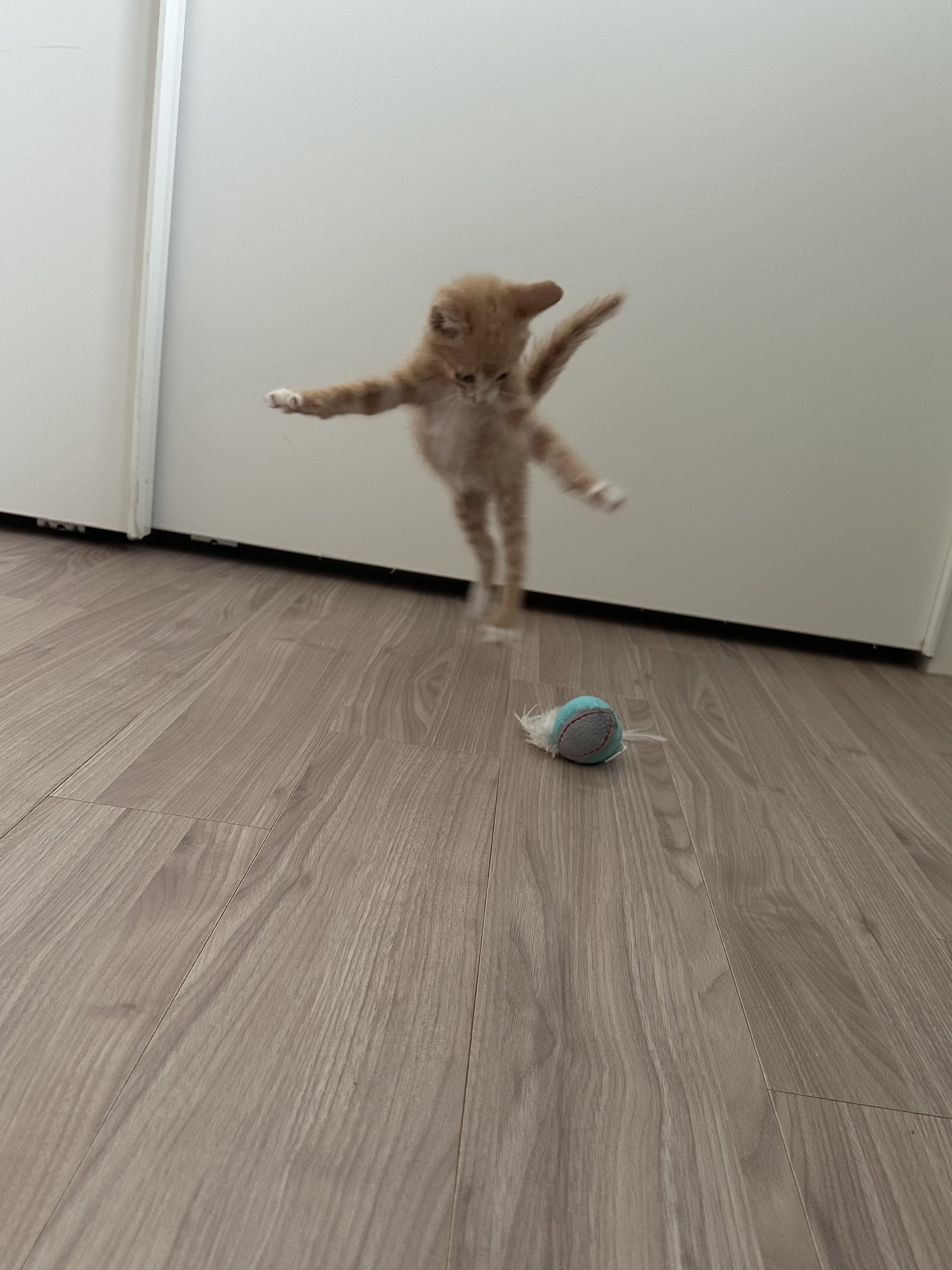 신나는-사냥놀이-또는-비행연습-12-이미지