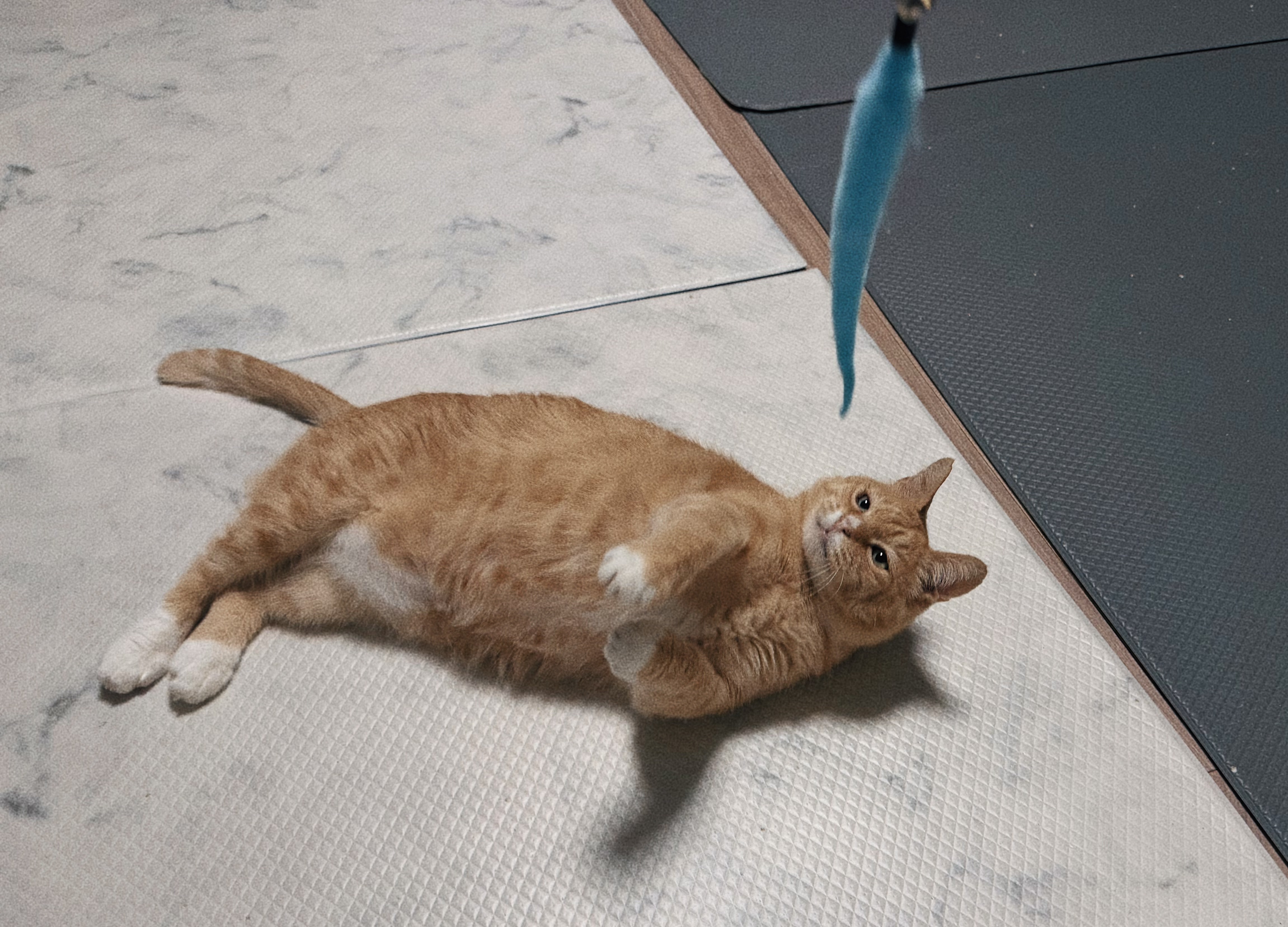 신나는-사냥놀이-또는-비행연습-14-이미지