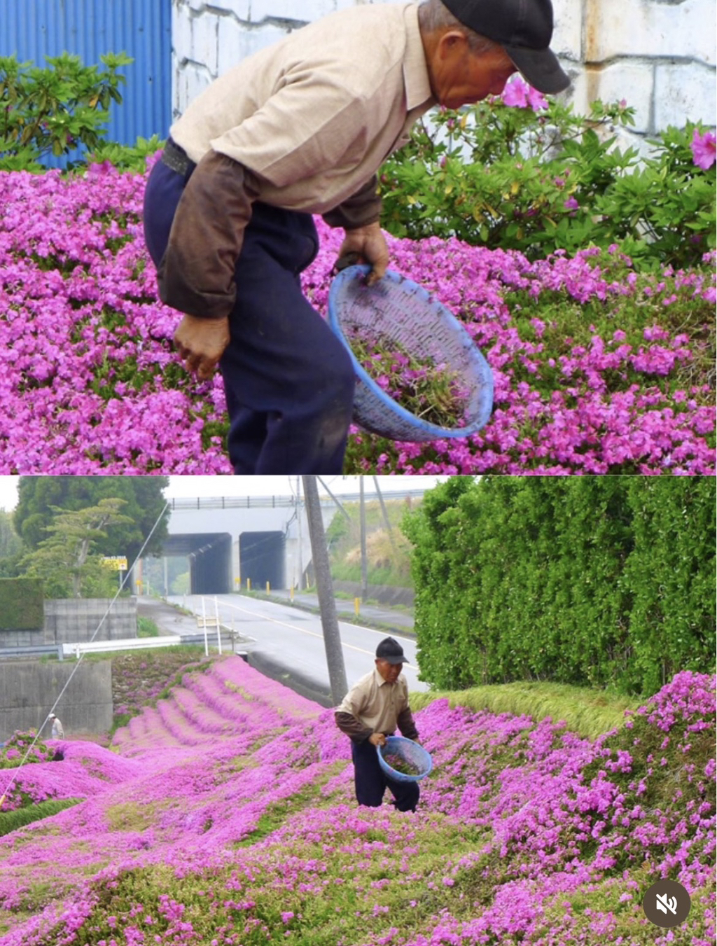 시각장애인-아내가-우울증에서-벗어날수있도록-향기를-맡게-하기위해-2년동안-꽃을-심은-남편-3-이미지